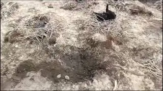 ВЛАСТИ БЕЗДЕЙСТВУЮТ, БАКЛАНЫ ЛЮТУЮТ.