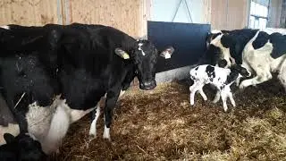 гово гусала карданд. die kuh geboren  farm in Deutschland.