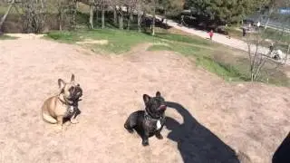 French bulldogs