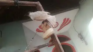 kuasa Allah burung kutilang berbulu putih