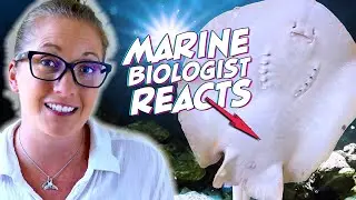 Is a Stingray Pregnant by a Shark? Marine Biologist Explains!