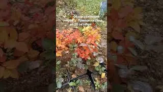 🌿🍂Обзор саженцев спиреи японской 👑Голден Принцесс на 20 октября🍁 