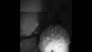 Ëжик чихнул
