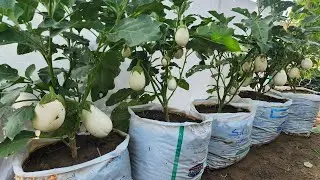 Growing White Eggplants In Old Sacs - Easy Recycling Gardening Idea For You