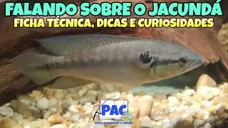 Peixe Jacundá. Da pescaria para o aquário.