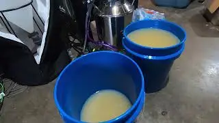 sugar wash fermentation