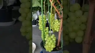 Chines Tik tok | Fruit Art| 