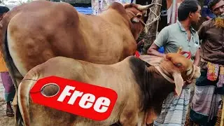 ছোট গরুর সাথে বড় গরু ফ্রী • দাম মাত্র ১৬ লাখ টাকা • Dholaikhal Gorur Hat •Qurbani Goru • Cow Lovers