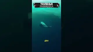 Тюленья разведка! 