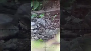 22lr with hollow point