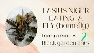 Black garden ants (Lasius Niger) eating a fly (housefly) - Part 2 -