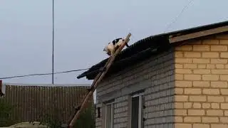 Мама-кошка спускается с котенком