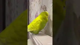 Обязательно посмотри и убедись, что ты уже это сделал! Совет от Жирика! #жирикмакедонский