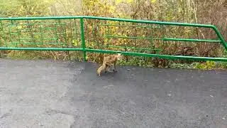 The Ungvar`s Fox