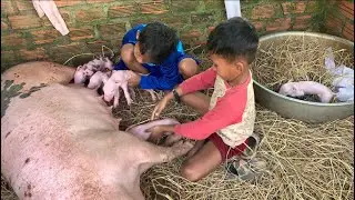 You raise piglets when piglets are born 🐷🐷🐷