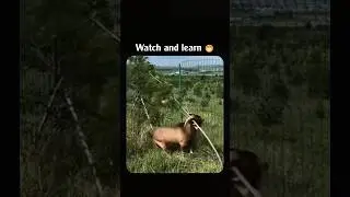 Watch and learn 😁