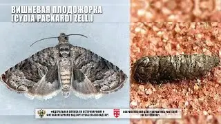 Вишневая плодожорка (Cydia packardi Zell.)