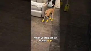 🤣😂 Meet my new born baby giraffe!