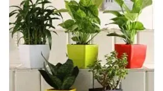 #indoor plants#indoor plants online#plants #indoorplants#resonableprice