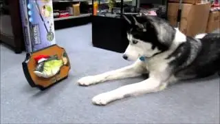 Siberian Husky (Mikey) Listening to X'mas Song!