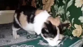 Лола - котёнок из-под капота