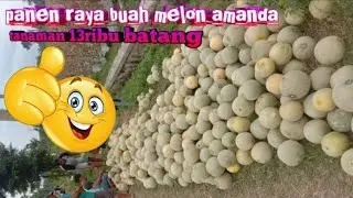 panen raya melon amanda tanaman 13ribu batang~buah segar