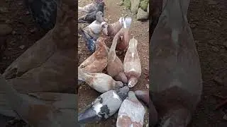 Ngasih makan burung merpati punya kakek