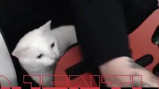 This is what I like to call an FC grind cat-astrophe