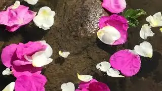Ритуалы - онлайн на летнее солнцестояние на лепестки в реку. К Богам вод. 2. На быстрое похудение.