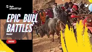 Bull Fight गोरु जुदाई