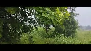 Nature | প্রকৃতির অপরূপ সৌন্দর্য | গঙ্গা পাড়ের দৃশ্য