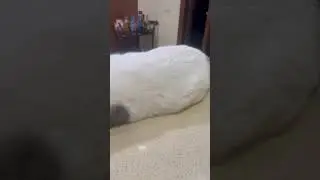 Кот Оскар 😺 