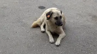 Астраханцы спорят, можно ли убивать бродячих собак