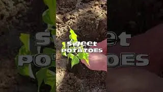 What Can You Grow in Only 4m2 Space?