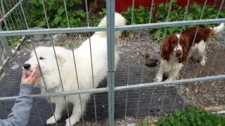 Norwegian dogs snasa