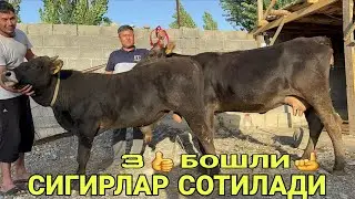КИРГИЗИСТОН БИШКЕК ТОЗЗА 3 БОШЛИ ШВЕД СИГИРЛАР СОТИЛАДИ SOTILADIGON SIGIRLAR NARXI 21 августа 2024 г