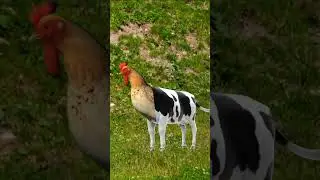 cow rooster. #cow #rooster