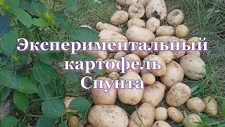 Экспериментальный картофель Спунта