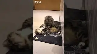 itina ile masaj yapılır..#shorts