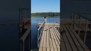 Удивительные утки!   #shortvideo