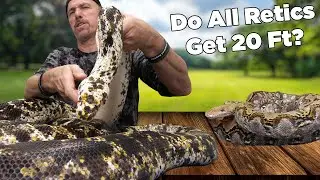Do All Reticulated Pythons Grow 20ft long? Giant Snakes and more critters.