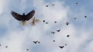 Николаевские голуби Крым.