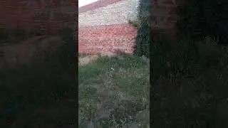 прогулка Чарли. Лето 2022 года