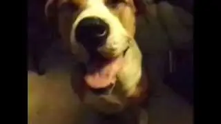 Talking Dog Talking Dogs Talking like humans Moe says I Love You