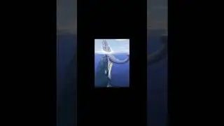 Evolution of sperm whale🐋 Livyatan (part1)
