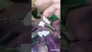РЕО