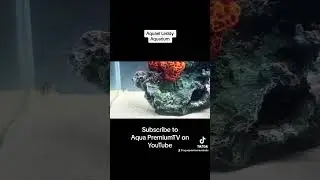 Aquael Leddy Aquarium