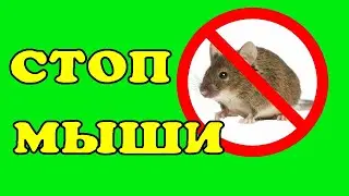 Как избавиться от мышей. Простой и приятный способ.