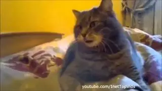 Кошки смешные Кошки развлекаются