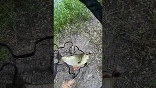 А ви ловили язя? 